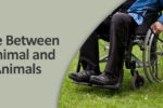 Difference Between Service Animal and Assisted Animal