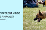 What are the different kinds of service animals