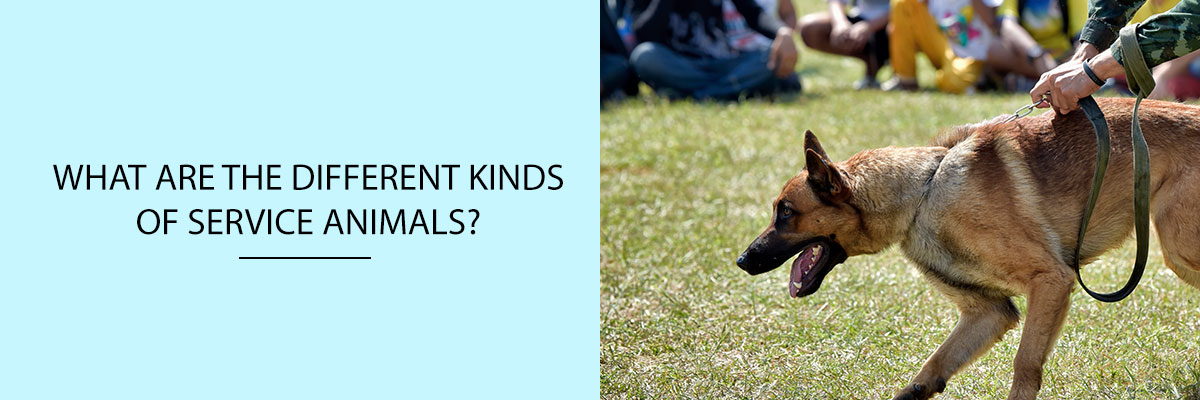 What are the different kinds of service animals