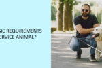 Thumbnail for the post titled: What Are The Basic Requirements For Having A Service Animal?