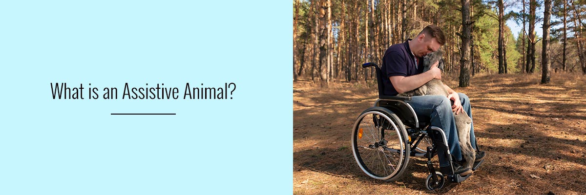 What-is-an-Assistive-Animal